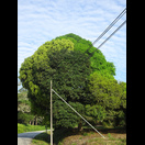 Ein dreifarbiger Baum